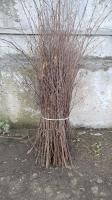 Метла березовая связка